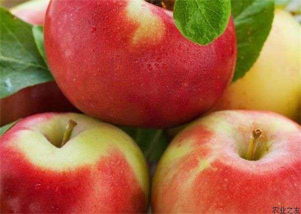 提高蔷薇科（苹果）果面光洁度的技术