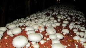 种植蘑菇如何追肥能高产？