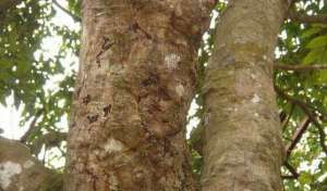 龙眼树怎样防治荔枝泥蜂透翅蛾？