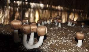 种植蘑菇如何补肥？