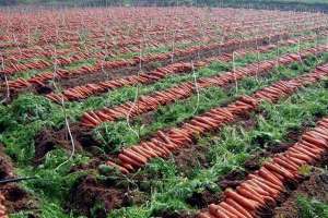 胡萝卜种植的病害及其防治技术