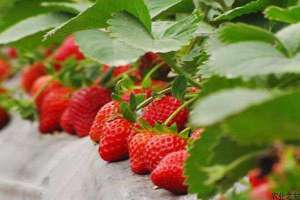 草莓寄生线虫防治技术