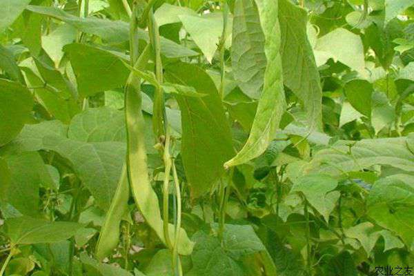白芸豆种植技术措施