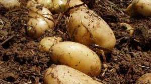 土豆种植巧施肥