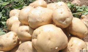 土豆选种技术