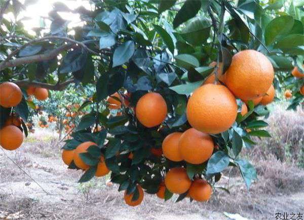 橙子留树保鲜技术