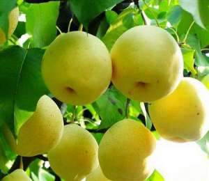 梨树种植：梨树八月怎么管理好？