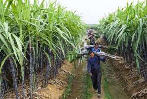 甘蔗种植技术之收获