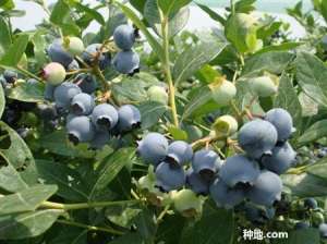 蓝莓种植有哪些害虫？