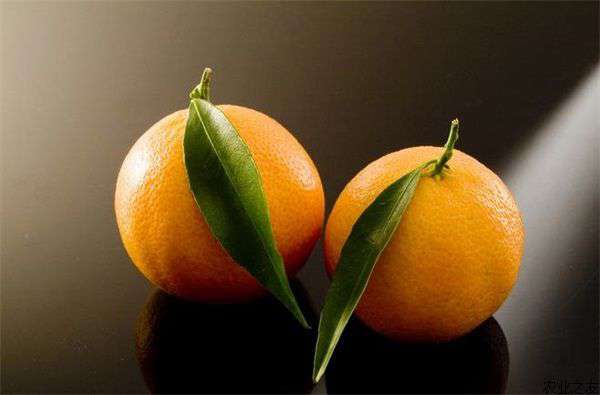 橘子秋季病虫害防治要点
