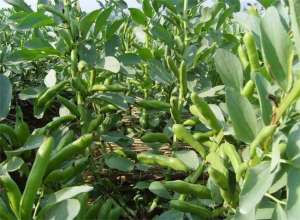 蚕豆如何能够做到高产量？