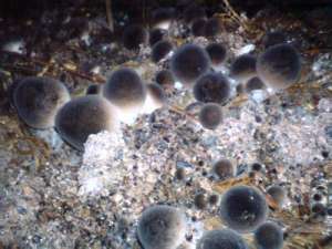 草菇种植中为什么菌丝萎缩？