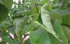 危害梨树的蚜虫有哪几种？