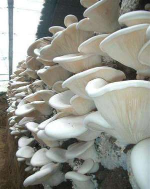 种植白灵菇怎么无公害防病虫？