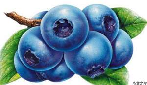 蓝莓的储藏与加工