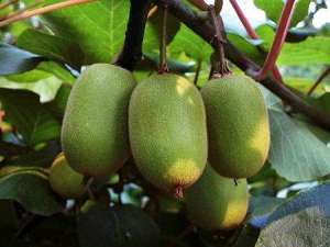 猕猴桃种植技术：猕猴桃果为什么发绿？