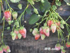 如何防治草莓白粉病？