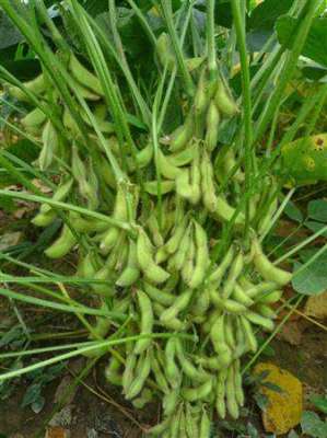 大豆栽培：种大豆有什么方法能增产？