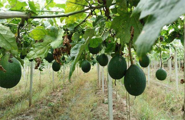 瓜蒌种植的风险有多大 种植瓜蒌的经济效益