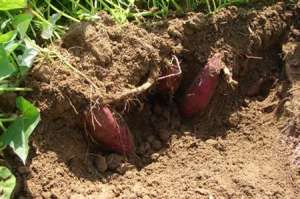 红薯高产靠施肥