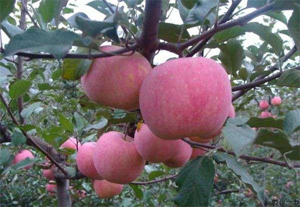 苹果种植缺钙的补救