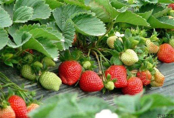 草莓种植的无公害繁育技术