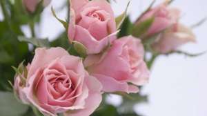 玫瑰花的种植方法及养护