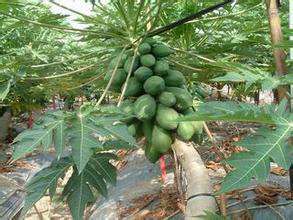 木瓜高产的栽培技术