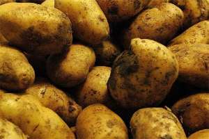 土豆贮存的新方法