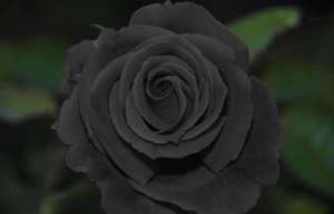 黑玫瑰花语是什么-