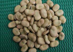 蚕豆种子该如何保存储藏？