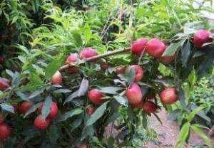 无公害鲜食桃树栽培管理技术