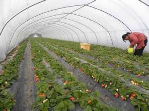 温室草莓丰产栽培技术简单又高效