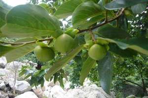 九月柿子树常见的病害防治方法有哪些？