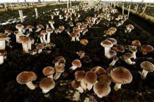 大球盖菇种植：大球盖菇生长对光线有哪些要求？
