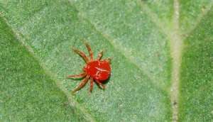 大豆红蜘蛛如何防治？