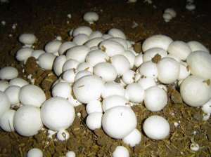 双孢蘑菇如何种植能高产？