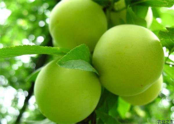 杏种植蚧壳虫的防治