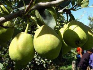 梨树种植：梨树夏季修剪哪些方法不能用？