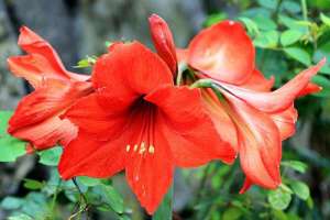 冬天养“朱顶红”，用这“3种”方法繁殖，红花开满屋！
