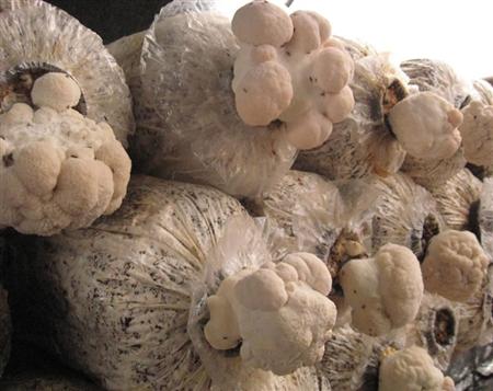 猴头菇怎么栽培能高产？