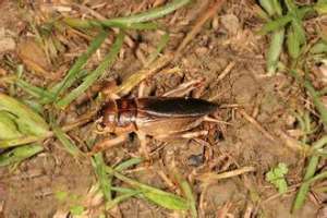 大蟋蟀在花生上发生危害的特点是什么？如何防治？