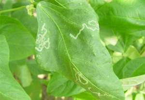 种植豆角怎么防治斑潜蝇？