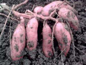 红薯高产栽培五措施