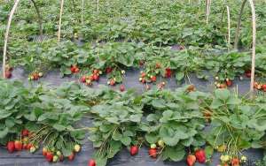 草莓种植移栽成活率的提高