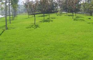 春季草坪养护管理重点