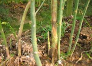 芦笋种植怎么防治茎枯病？