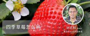 四季草莓怎么种