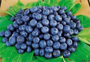 兔眼蓝莓的品种特点和种植范围