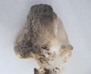 平菇栽培技术：冬季种植平菇怎么防畸形？